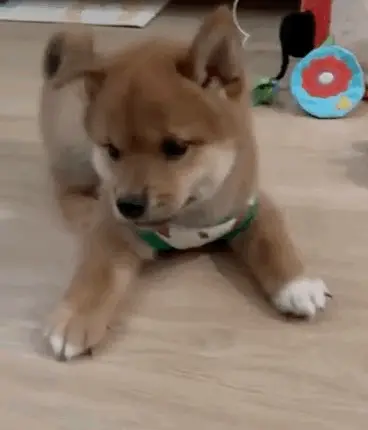 Funny dog dog meme  for chat reply