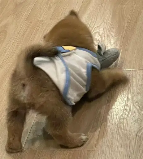 Fluffy shiba inu back view with diaper reaction sticker