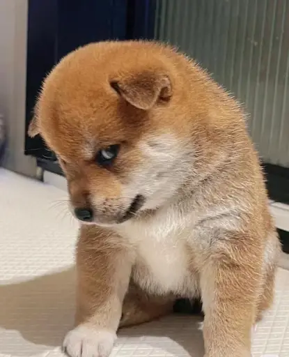 Sly shiba puppy with resentful unconvinced stare