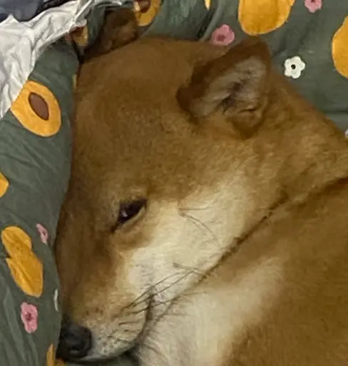 Judging shiba inu giving side-eye while lying on bed