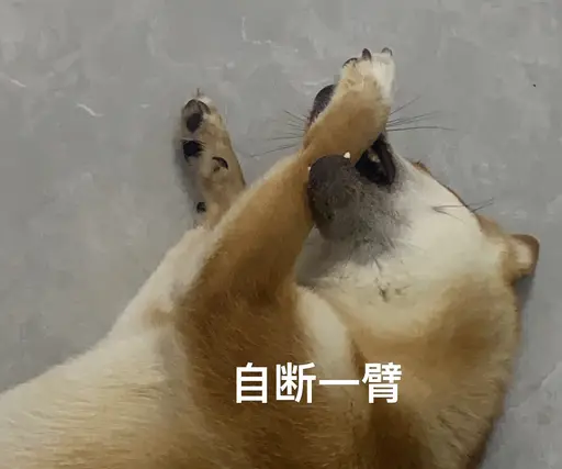 Shiba Inu biting its own paw, meme with text cut off one arm by myself
