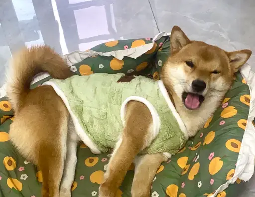 Cheerful shiba in green vest resting on bed