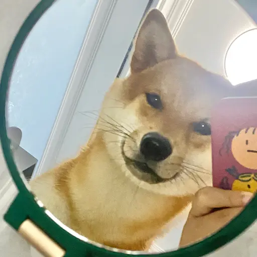 Shiba Inu looking and admiring itself in the mirror
