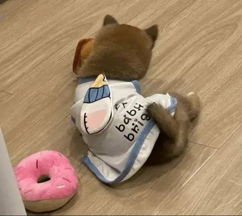 Funny 七万 柴犬 dog meme GIF for chat reply