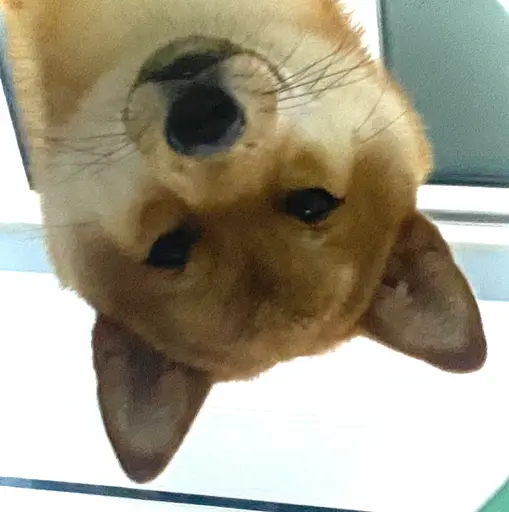 Qiwan the funny Shiba Inu meme for Discord chatting