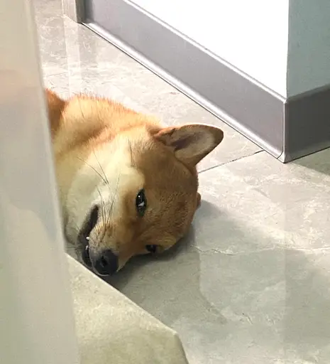 Shiba Inu with sly evil eyes peeking out from the corner gap