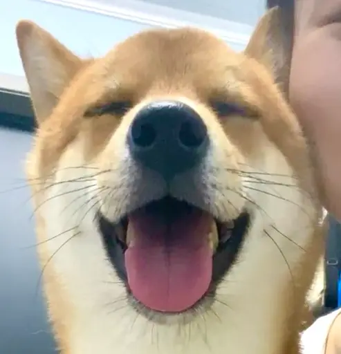 Shiba Inu smile