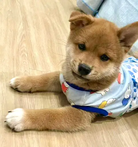 Cute shiba puppy in cartoon pajamas lying on floor